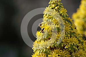 Spring Bloom Series - Honey Bees on Yellow Flowers - Stunning Black Leaves on Aeonium Zwartkop Succulent