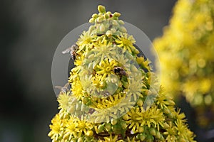 Spring Bloom Series -Honey Bees on Yellow Flowers - Stunning Black Leaves on Aeonium Zwartkop Succulent