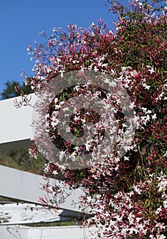 Spring Bloom Series - Jasmine Blooms - Jasminum Polyanthum