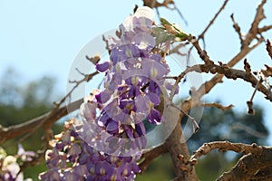 Spring Bloom Series - Lavender Lilac Blooms with green leaves - Climbing Chinese Wisteria Vine Plant