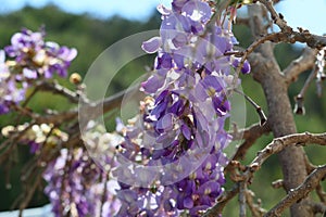 Spring Bloom Series - Lavender Lilac Blooms with green leaves - Climbing Chinese Wisteria Vine Plant