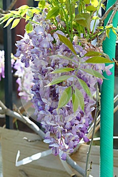 Spring Bloom Series - Lavender Lilac Blooms with green leaves - Climbing Chinese Wisteria Vine Plant