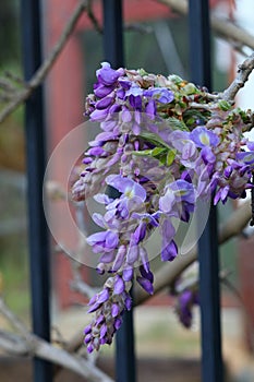 Spring Bloom Series - Lavender Lilac Purple Wisteria Sinensis