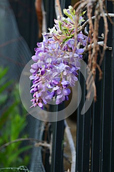 Spring Bloom Series - Lavender Lilac Purple Wisteria Sinensis