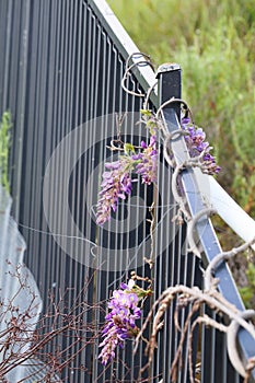 Spring Bloom Series - Lavender Lilac Purple Wisteria Sinensis