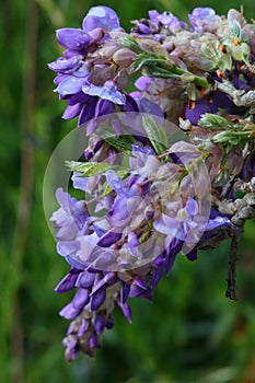 Spring Bloom Series - Lavender Lilac Purple Wisteria Sinensis