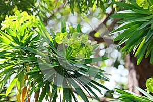 Spring Bloom Series - Lime Green flowers on Euphorbia Plant