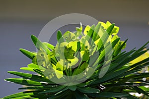 Spring Bloom Series - Lime Green flowers on Euphorbia Plant