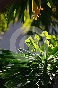 Spring Bloom Series - Lime Green flowers on Euphorbia Plant