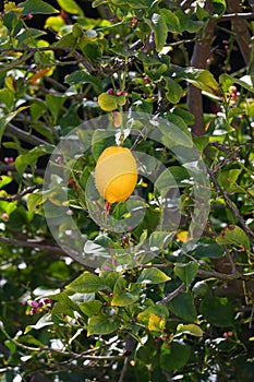 Spring Bloom Series - Meyers Lemon Tree Blooms - Citrus x meyeri