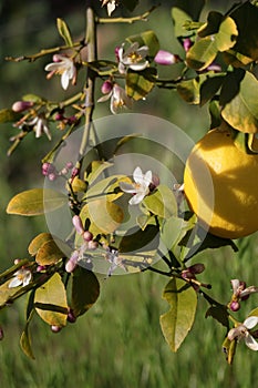 Spring Bloom Series - Meyers Lemon Tree Blooms - Citrus x meyeri