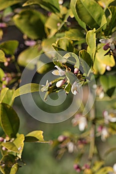 Spring Bloom Series - Meyers Lemon Tree Blooms - Citrus x meyeri