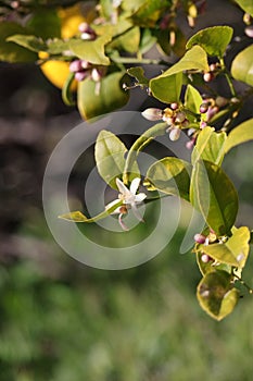 Spring Bloom Series - Meyers Lemon Tree Blooms - Citrus x meyeri