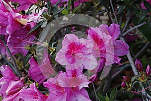Spring Bloom Series - Pink Azalea - Rhododendron