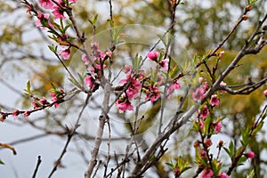 Spring Bloom Series - Pink Blossoms on Blooming Peach Tree