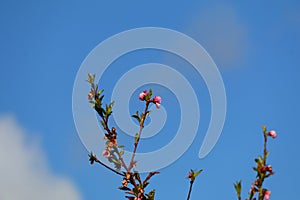 Spring Bloom Series - Pink Blossoms on Blooming Peach Tree