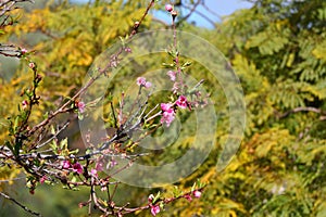 Spring Bloom Series - Pink Blossoms on Blooming Peach Tree