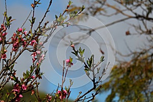 Spring Bloom Series - Pink Blossoms on Blooming Peach Tree