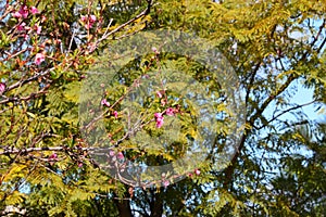 Spring Bloom Series - Pink Blossoms on Blooming Peach Tree