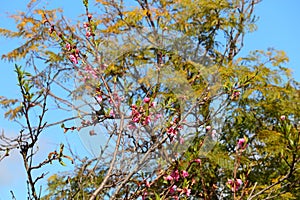 Spring Bloom Series - Pink Blossoms on Blooming Peach Tree