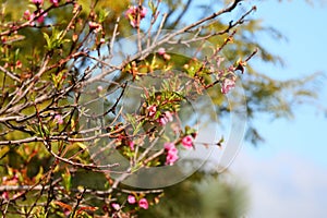 Spring Bloom Series - Pink Blossoms on Blooming Peach Tree