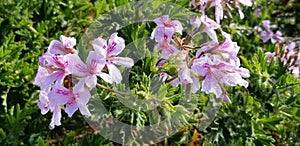 Spring Bloom Series - Pink Scented Geranium Flowers
