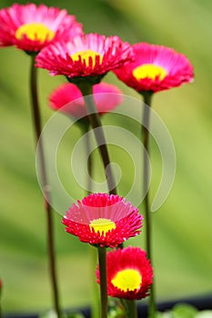 Spring Bloom Series - Pink and yellow English Daisy flowers - Bellis Perennis