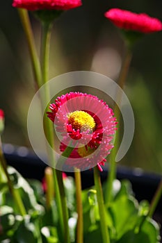Spring Bloom Series - Pink and yellow English Daisy flowers - Bellis Perennis