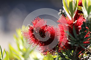 Spring Bloom Series - Red Bottlebrush Flowers - Callistemon