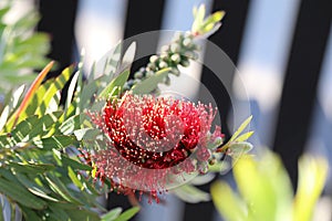 Spring Bloom Series - Red Bottlebrush Flowers - Callistemon