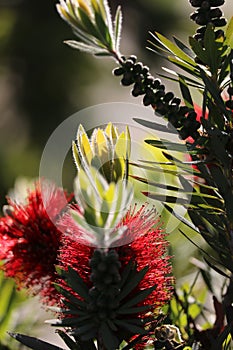 Spring Bloom Series - Red Bottlebrush Flowers - Callistemon