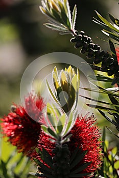 Spring Bloom Series - Red Bottlebrush Flowers - Callistemon
