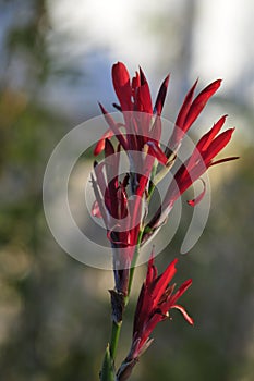 Spring Bloom Series - Red Canna Flowers - Cannaceae