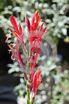 Spring Bloom Series - Red Canna Flowers - Cannaceae