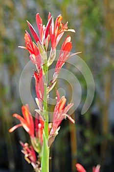 Spring Bloom Series - Red Canna Flowers - Cannaceae