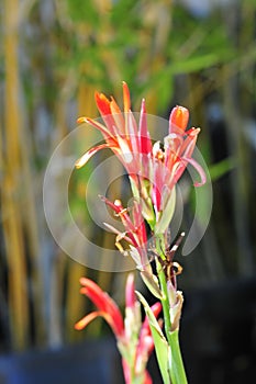 Spring Bloom Series - Red Canna Flowers - Cannaceae