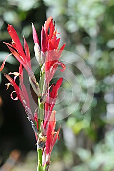 Spring Bloom Series - Red Canna Flowers - Cannaceae