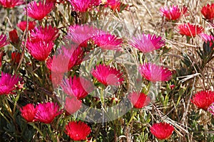 Spring Bloom Series - Red Magenta Purple Ice Plant - Aizoaceae photo