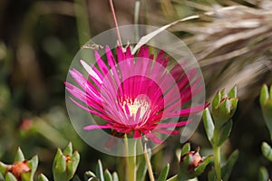 Spring Bloom Series - Red Magenta Purple Ice Plant - Aizoaceae photo