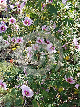 Spring Bloom Series: Rose of Sharon Hibiscus Flowers