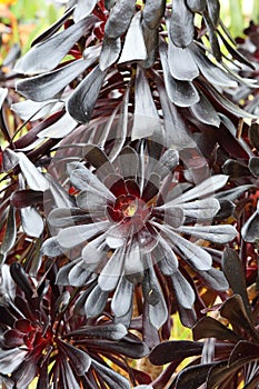 Spring Bloom Series - Stunning Black Leaves on Aeonium Zwartkop