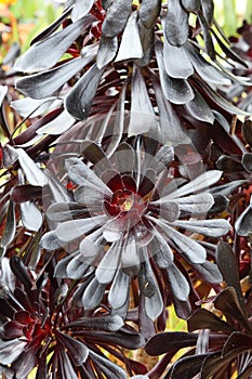 Spring Bloom Series - Stunning Black Leaves on Aeonium Zwartkop photo