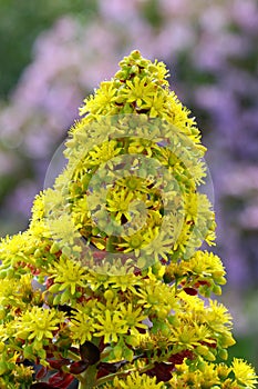 Spring Bloom Series - Stunning Black Leaves on Aeonium Zwartkop Succulent photo