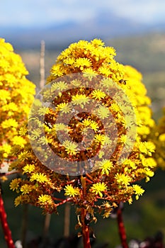 Spring Bloom Series - Stunning Black Leaves on Aeonium Zwartkop Succulent photo