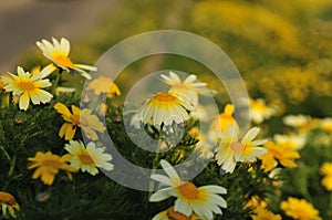 Spring Bloom Series - Sunset Cliffs in San Diego California