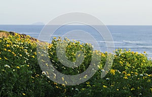 Spring Bloom Series - Sunset Cliffs in San Diego California