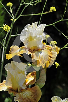 Spring Bloom Series - Tall Bearded Iris - Amoena - White with Golden Yellow Band