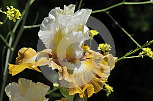 Spring Bloom Series - Tall Bearded Iris - Amoena - White with Golden Yellow Band