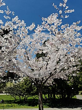 Spring Bloom Series: White Cherry Blossoms on UC Berkeley Campus