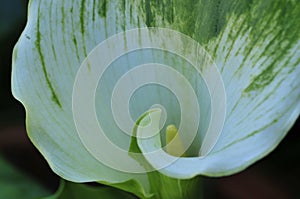 Spring Bloom Series - White with green Calla Lily - Zantedeschia elliottiana